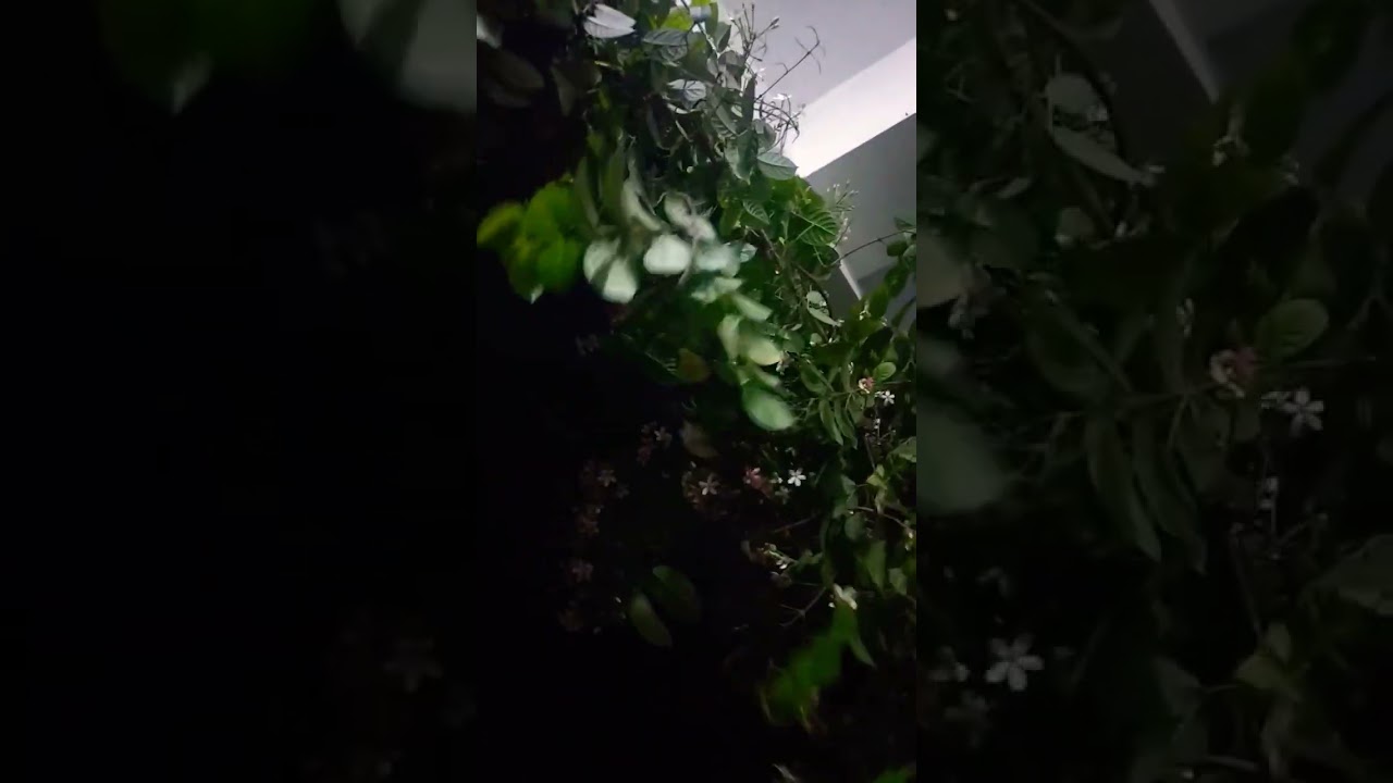 Night View of Radha Monoharam Plant 🌙