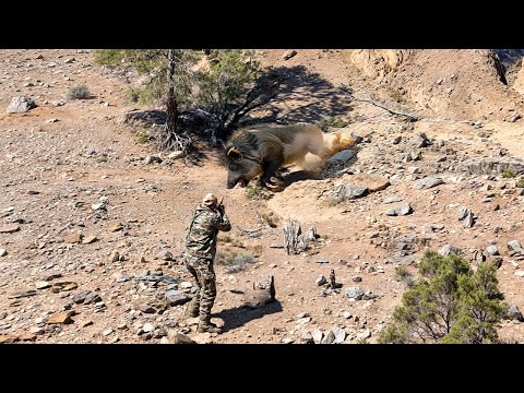 Chasse Sanglier au maroc | Wild Boar Hunting 2024-2025 (Partie 17) 🐗