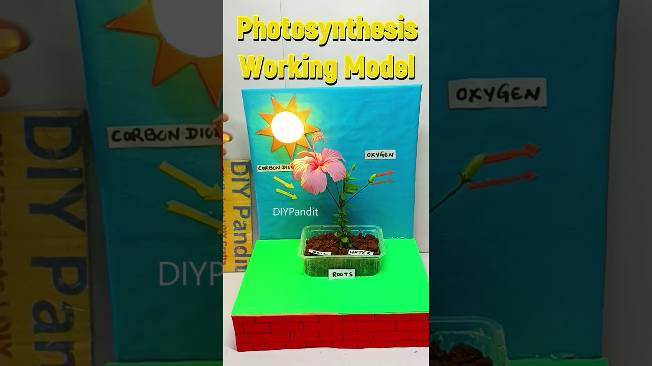 Photosynthesis Working Model | DIY Pandit 🌱