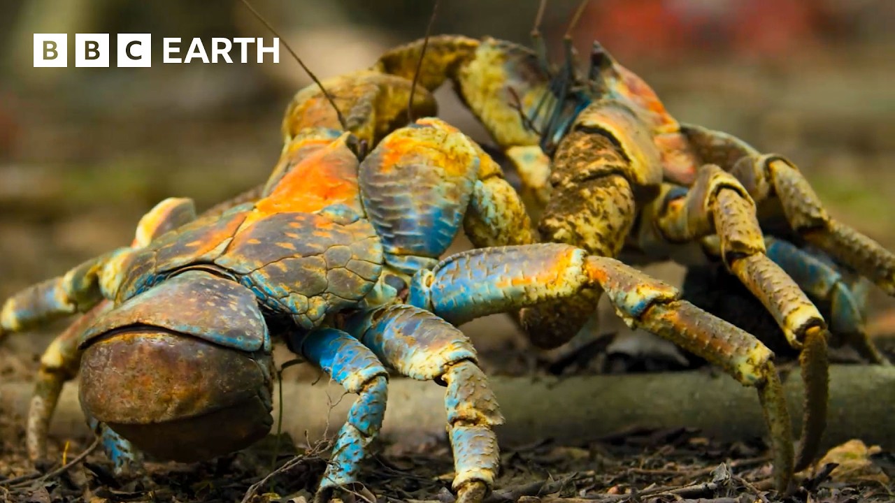 Incredible Moments from Nature - Narrated by David Attenborough | BBC Earth