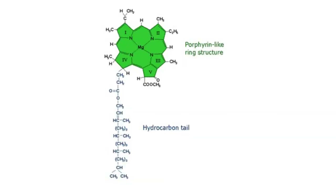 Discover the Energy Sources and Pigments in Algae 🌿