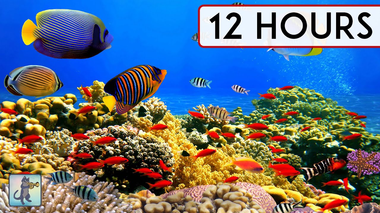 Relaxing 12-Hour Coral Reef Aquarium with Soothing Music 🌊 | Sleep, Study & Meditation