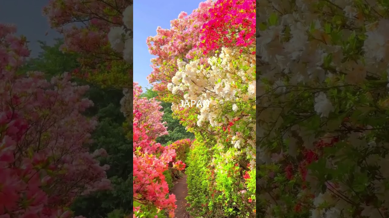 Nature's Symphony: Japan's Untouched Landscapes 🌿