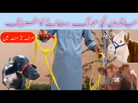 How to make rope Halter | Morak banane ka tariqa | Animal Rope making Cow Halter