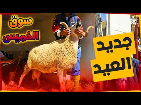 أثمنة خروف عيد الأضحى 2022 أثمنة جد مناسبة من سوق الخميس اليوم