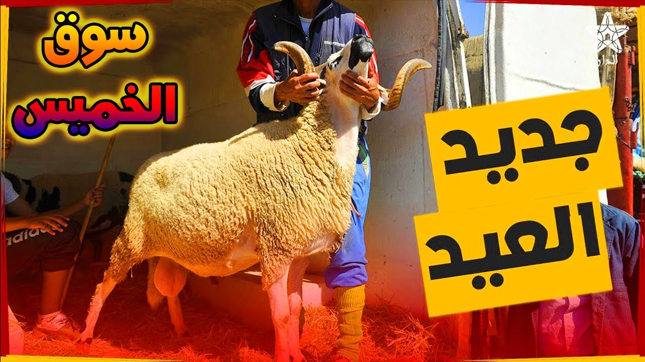 أسعار خروف عيد الأضحى 2022 من سوق الخميس بأولاد تايمة 🐑 | أسعار مناسبة لعيد الأضحى