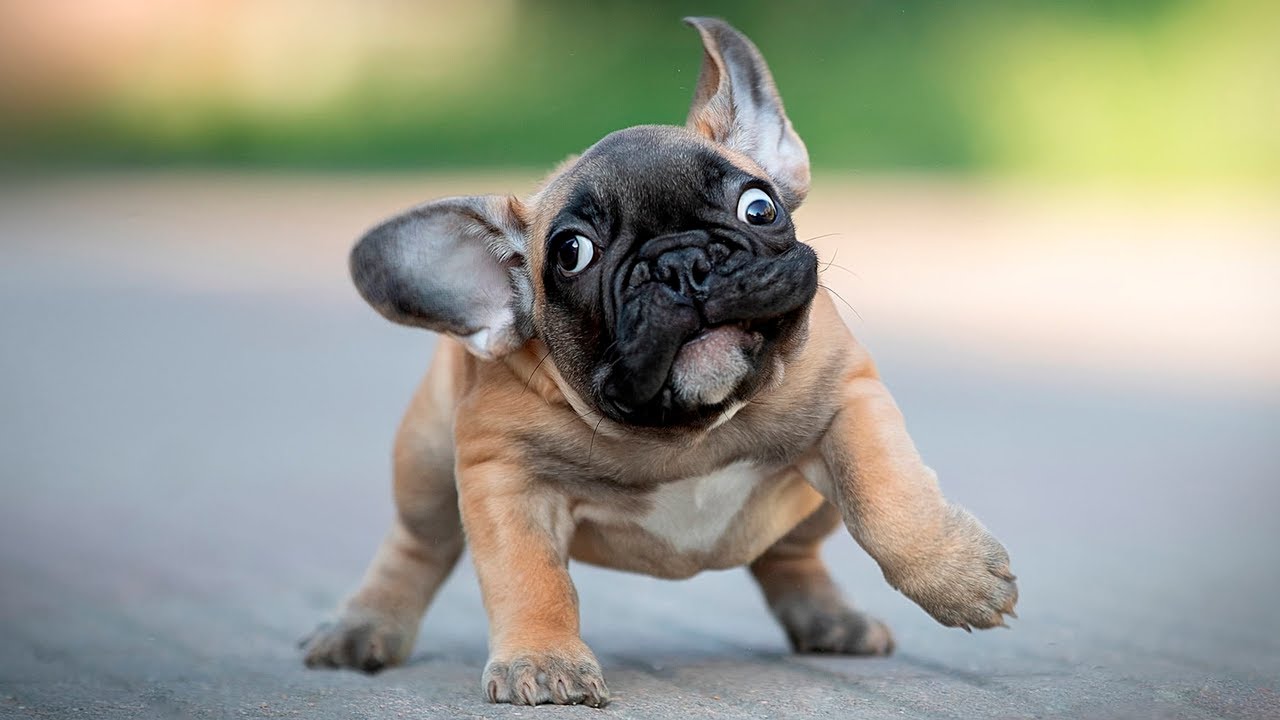 Top 🤣 Funniest French Bulldog Moments