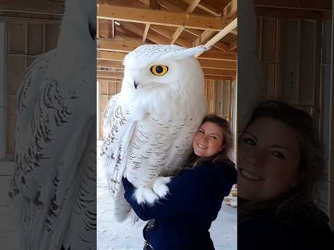 Why You Should Never Feed An Owl? #shorts