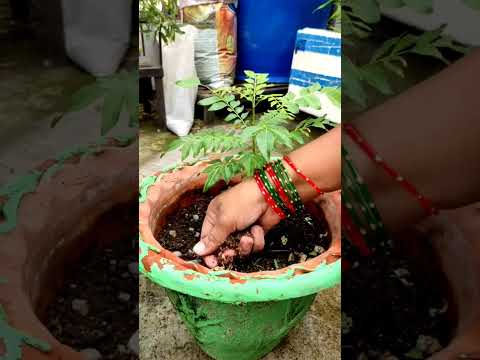 рдХреЬреА рдкрддреНрддреЗ рдореЗрдВ рдпреЗ рдЦрд╛рдж рдЬрд░реВрд░ рдбрд╛рд▓реЗ рд╣реЛ рдЬрд╛рдПрдЧрд╛ рд╣рд░рд╛ рднрд░рд╛ | kadi patta plant growing tips |#kadipatta