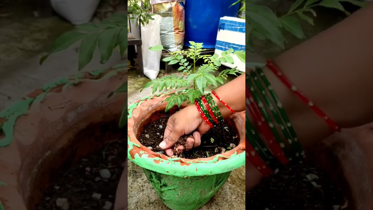 कड़ी पत्ते के पौधे के लिए जरूरी खादें और देखभाल टिप्स 🌿