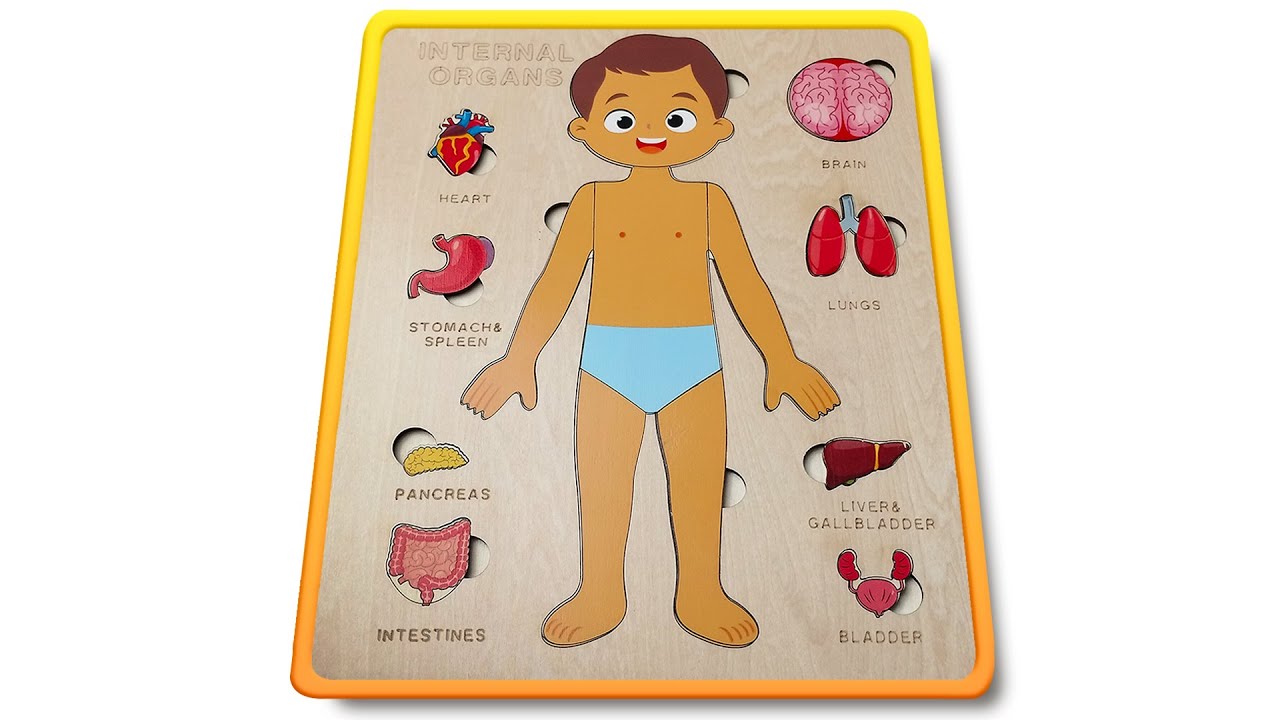 Fun Human Body Puzzle for Kids 🧩 | Learn Internal Organs & Body Parts