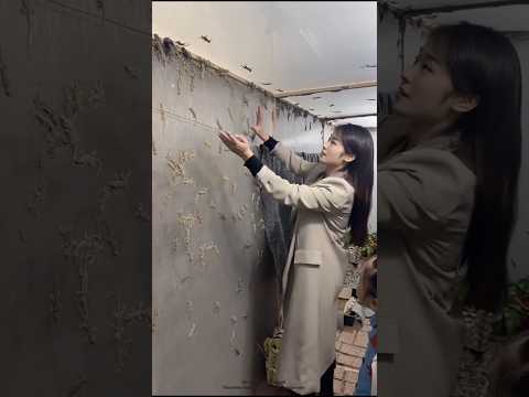 Why Are Lizards Farmed In China? #shorts #ytshorts