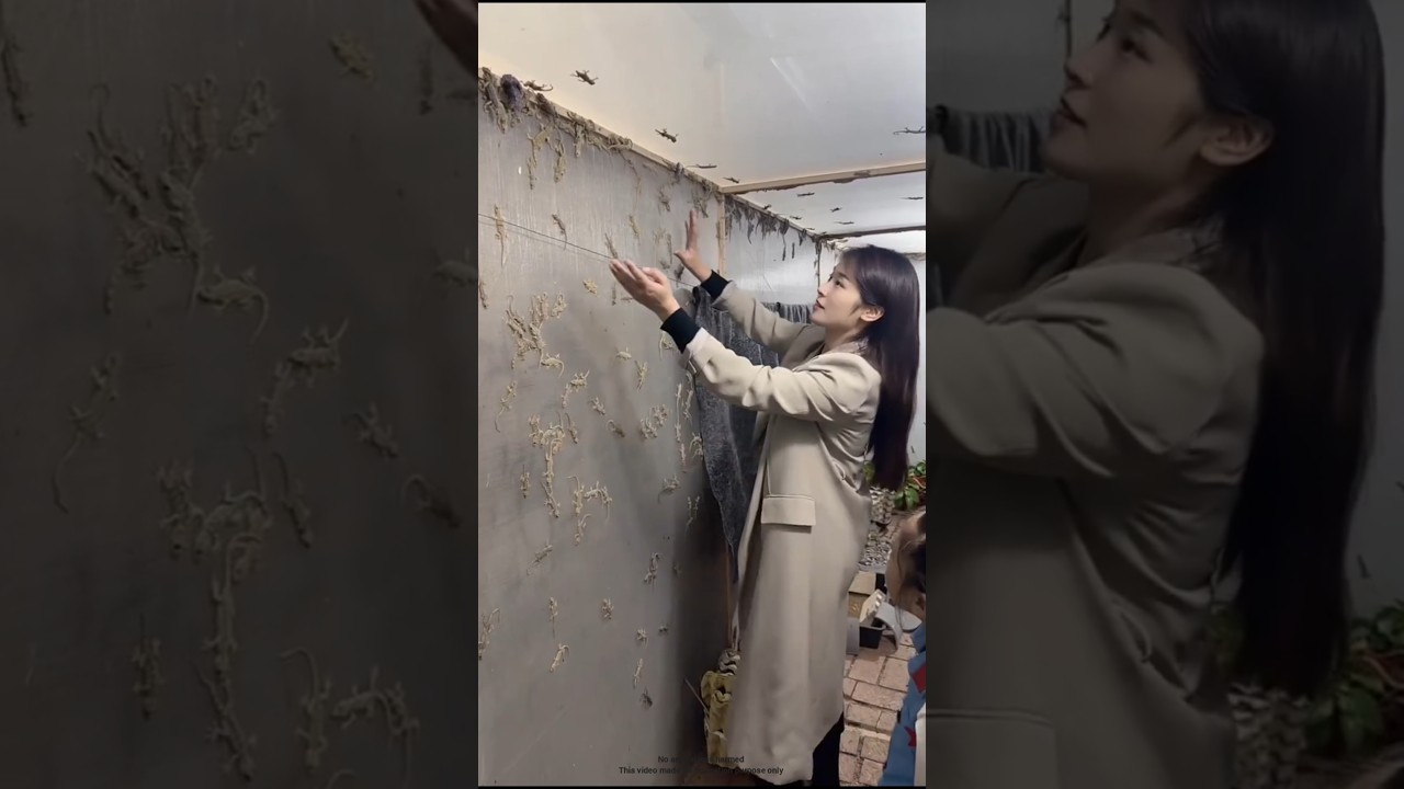 Discover Why Lizards Are Farmed in China 🦎