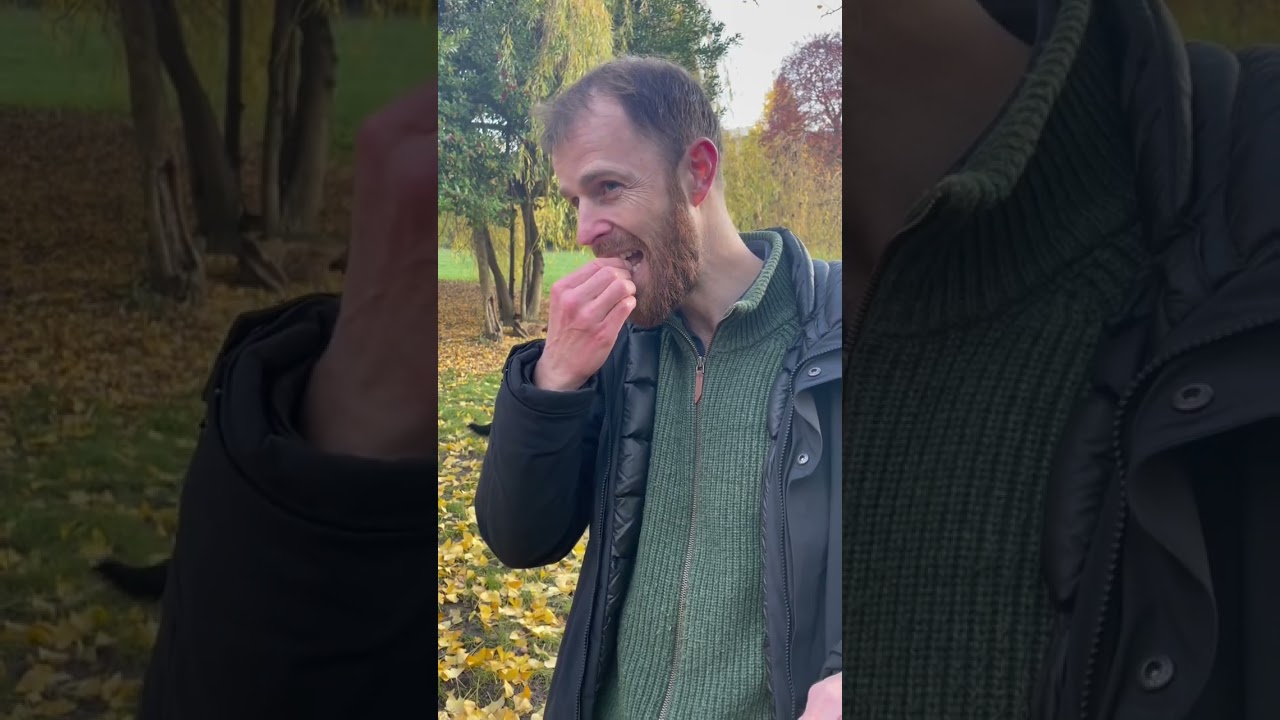 L'ovule du ginkgo biloba : à consommer avec modération