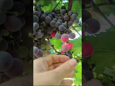 Season vibes 🍇 #shorts #grapes #nature #enjoythemoment