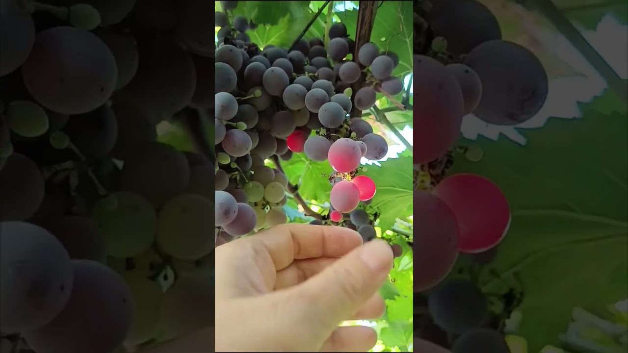 Experience the Freshness of Season with Juicy Grapes 🍇