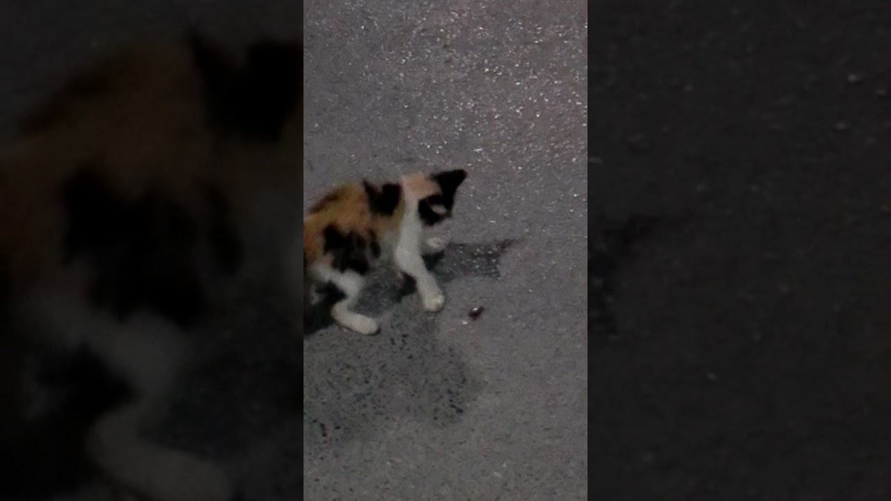 Funny Cat and Cockroach Encounters 🐱