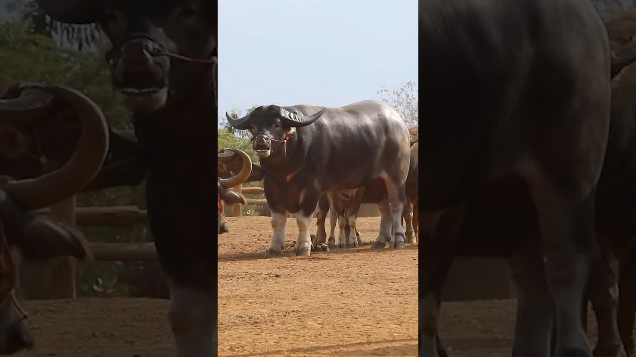 Tallest living water buffalo - King Kong who measures 185 cm (6 ft 0.8 in) 🇹🇭