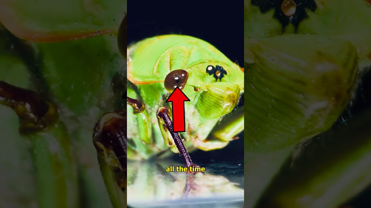 Cicadas: Nature's Most Fascinating Bugs 🐞