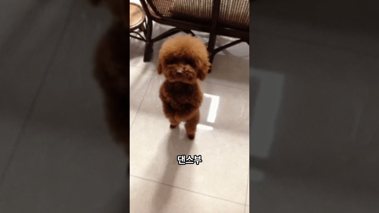 세상에서 가장 귀여운 동물 Top 10 🐾