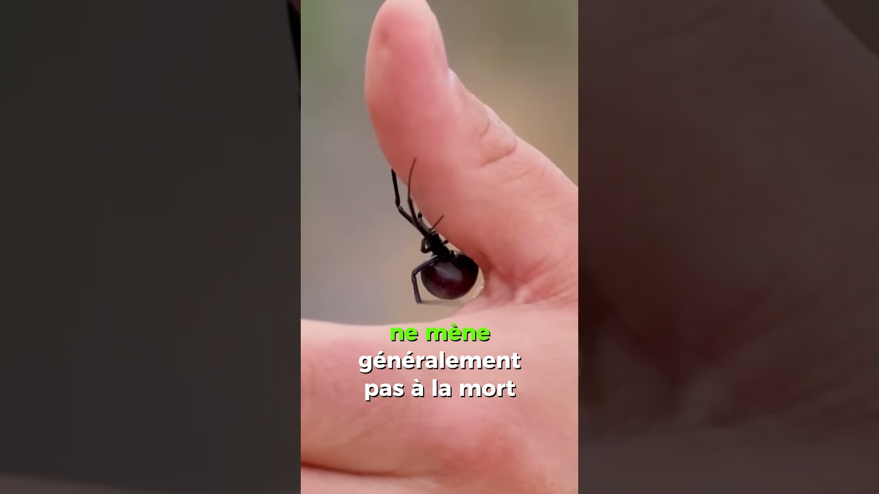 Le venin de la veuve noire ? 🕷️☠️😱