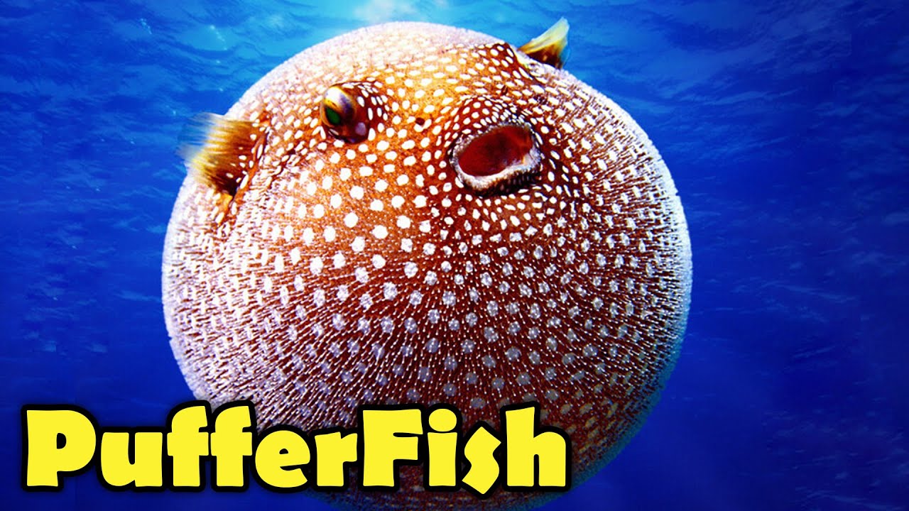 What is a Puffer Fish? - 10 Amazing PufferFish Facts!