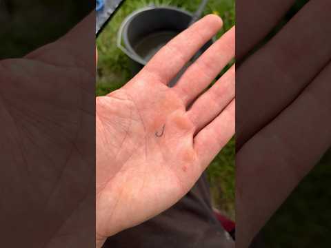 После поклёвки голый крючок? Решение есть #рыбалка #фидер #лещ