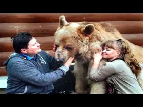 Домашний медведь 🐻