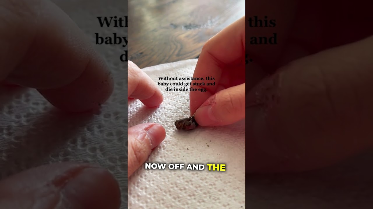 She Saved an Adorable Baby Chameleon π¦