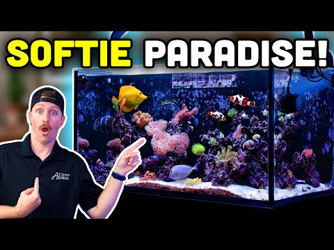 100 Gallon Soft Coral HEAVEN! Blaine's Home Reef Tour!