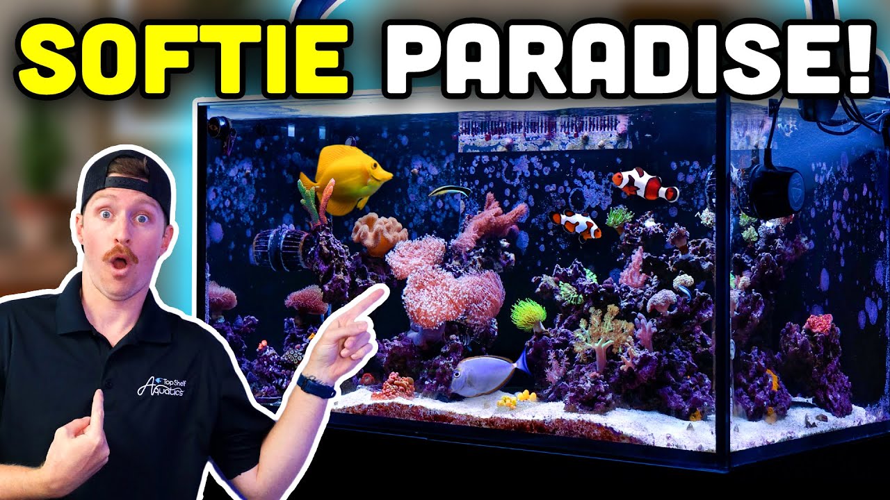 100 Discover Blaine’s Stunning 100-Gallon Soft Coral Reef Aquarium! 🌊