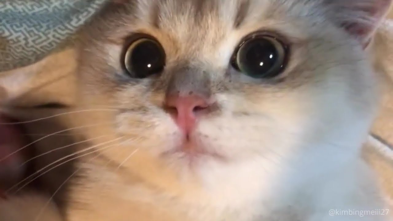 Câlin: Soutenez notre travail et découvrez nos contenus 📚