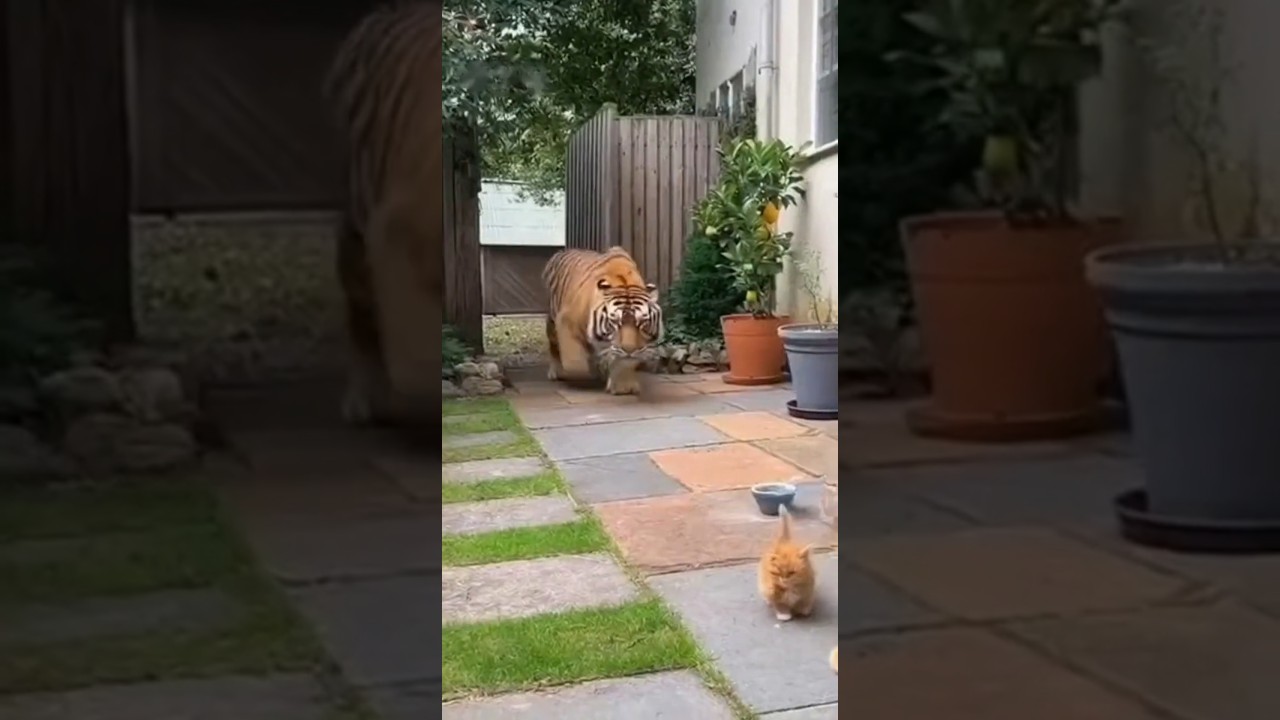 Brave Orange Cat Fights Tiger to Save Kittens 🐯