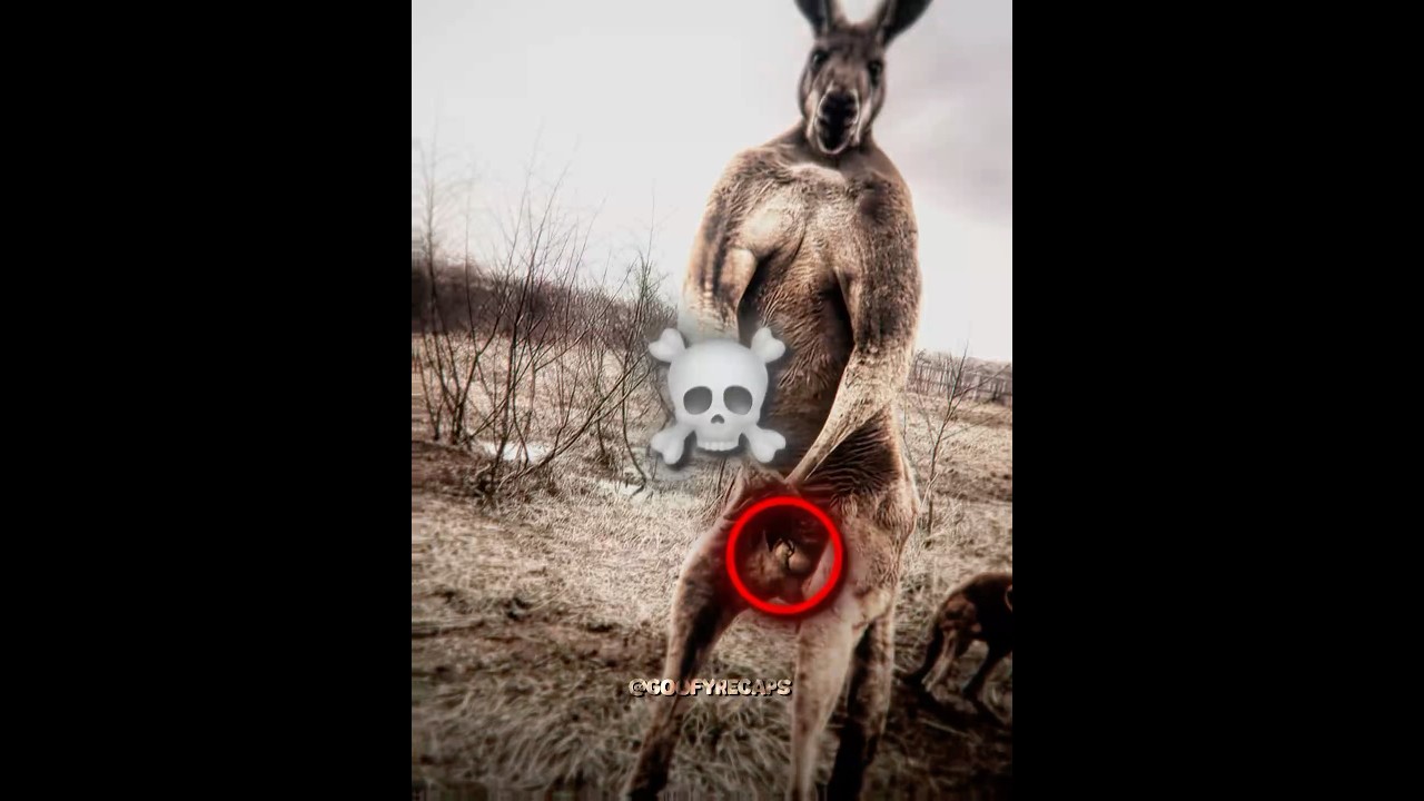 Surprising Speed of Male Kangaroos! π¦