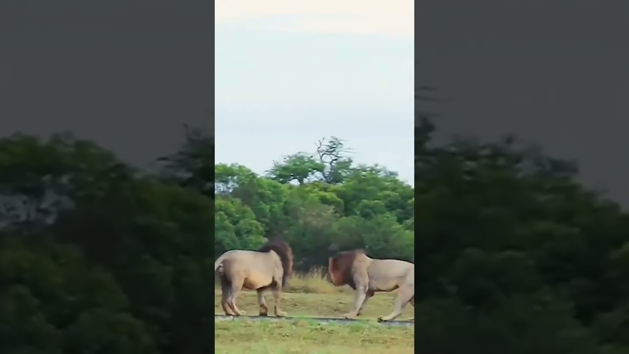 Lucha de los señores de la pradera 🦊