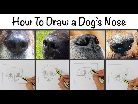 How To Draw a Dog's Nose