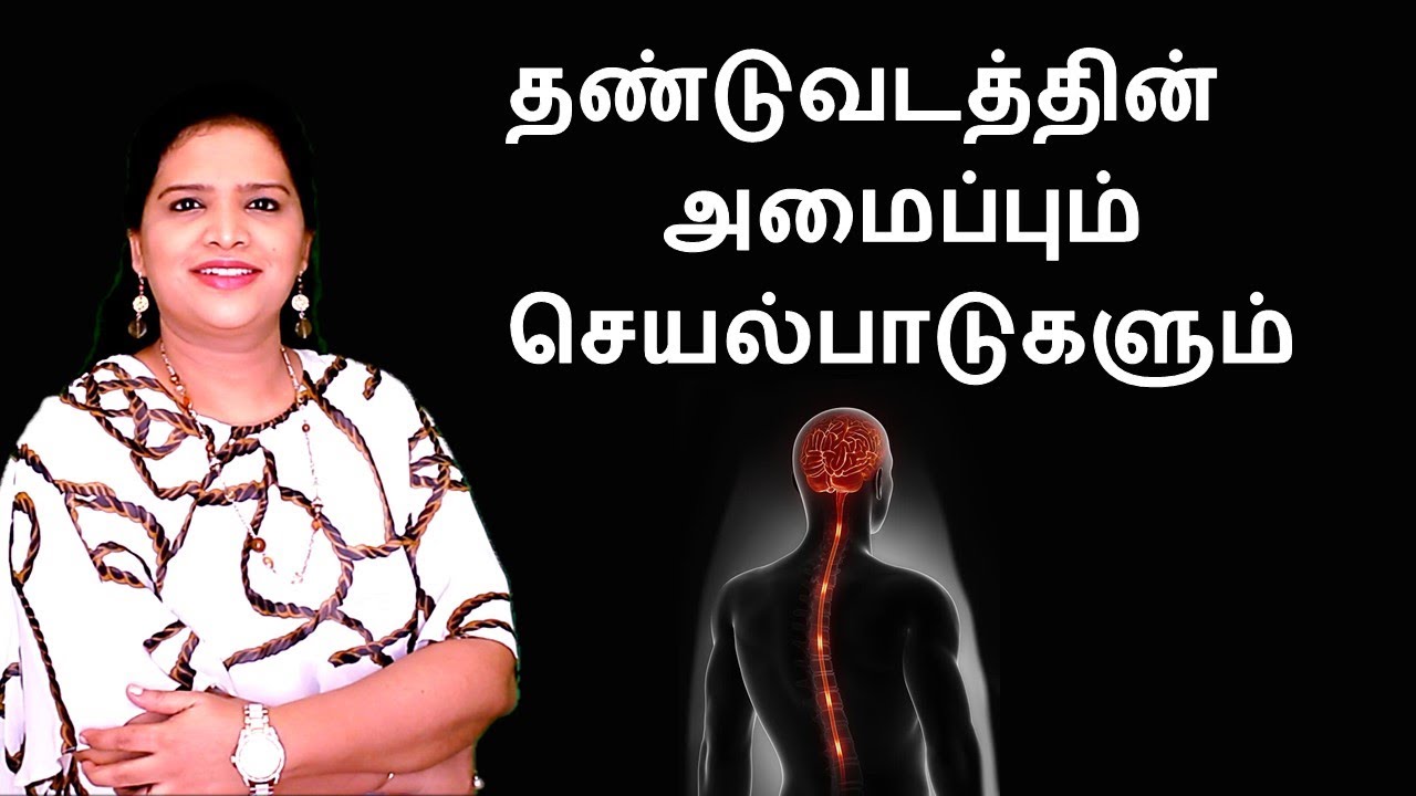 Spinal Cord: Structure & Functions 🧠
