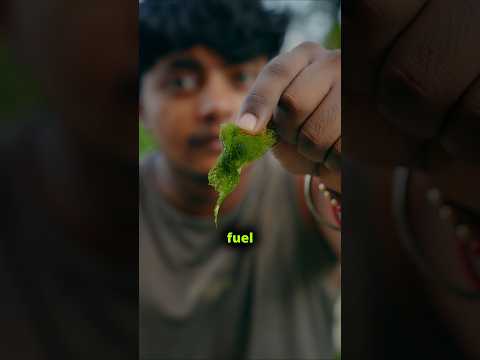 The hidden problem with algae fuel #algae