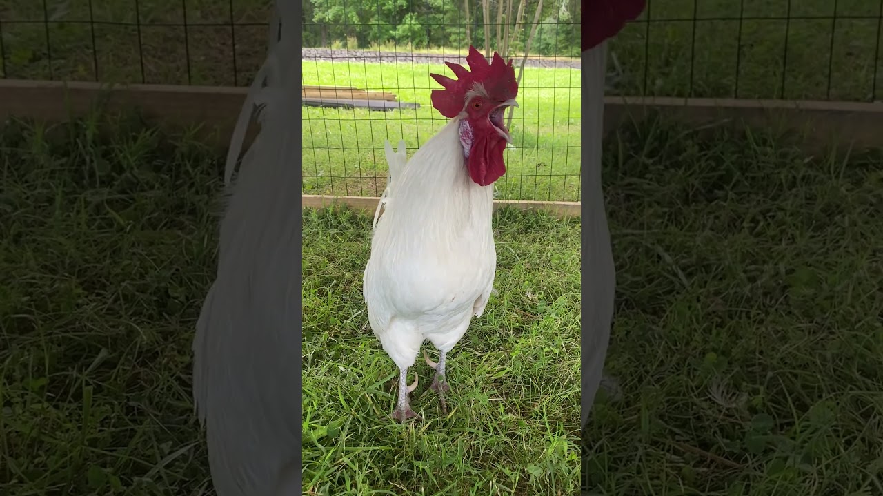 Funny Rooster Crowing & Chicken Sounds 🐓