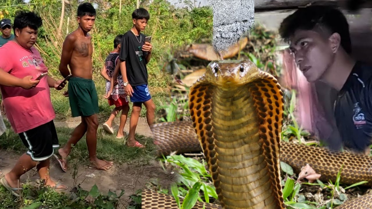 Jumbo Cobra Namasok sa Kuwarto ๐