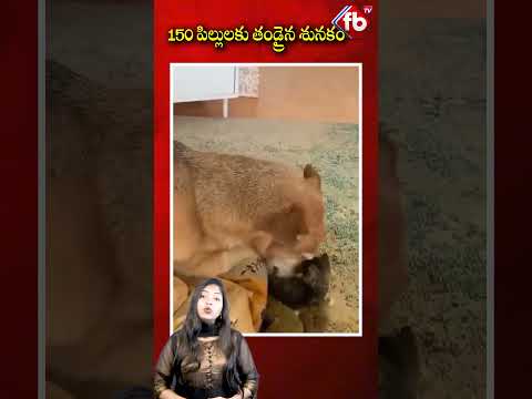 Dog Becomes Father To 150 Cats #shorts #ytshorts FBTV NEWS