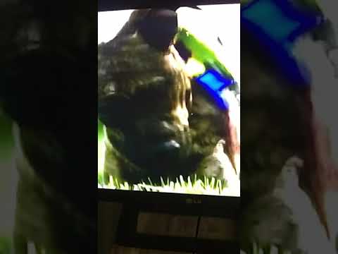 amizade animal#shorts