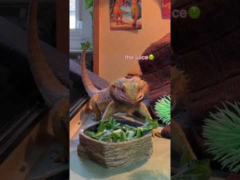 watch me feed my bearded dragon🦎🪱 #shorts #beardeddragon
