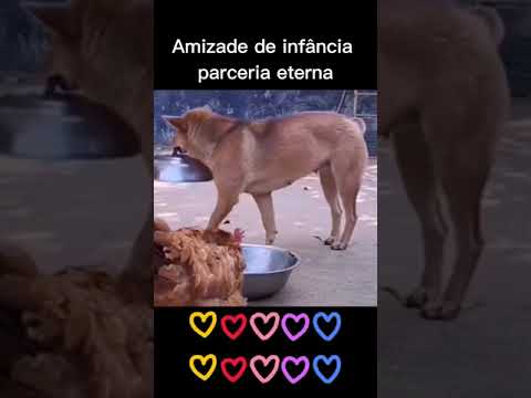 Amizade animal #Short