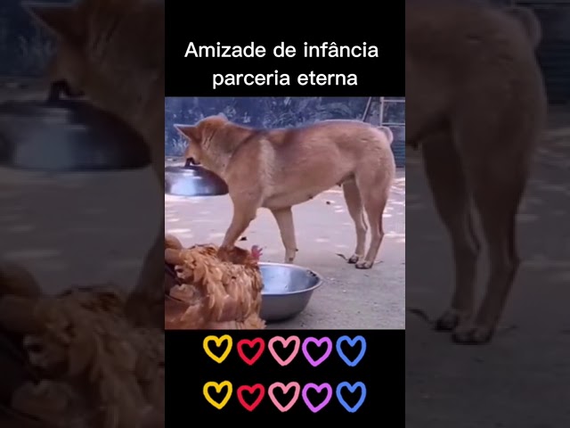Amizade Animal: Uma Conexão Incrível 🐾