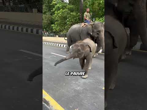 Pourquoi les éléphants ne s'échappent pas #animals #horreur