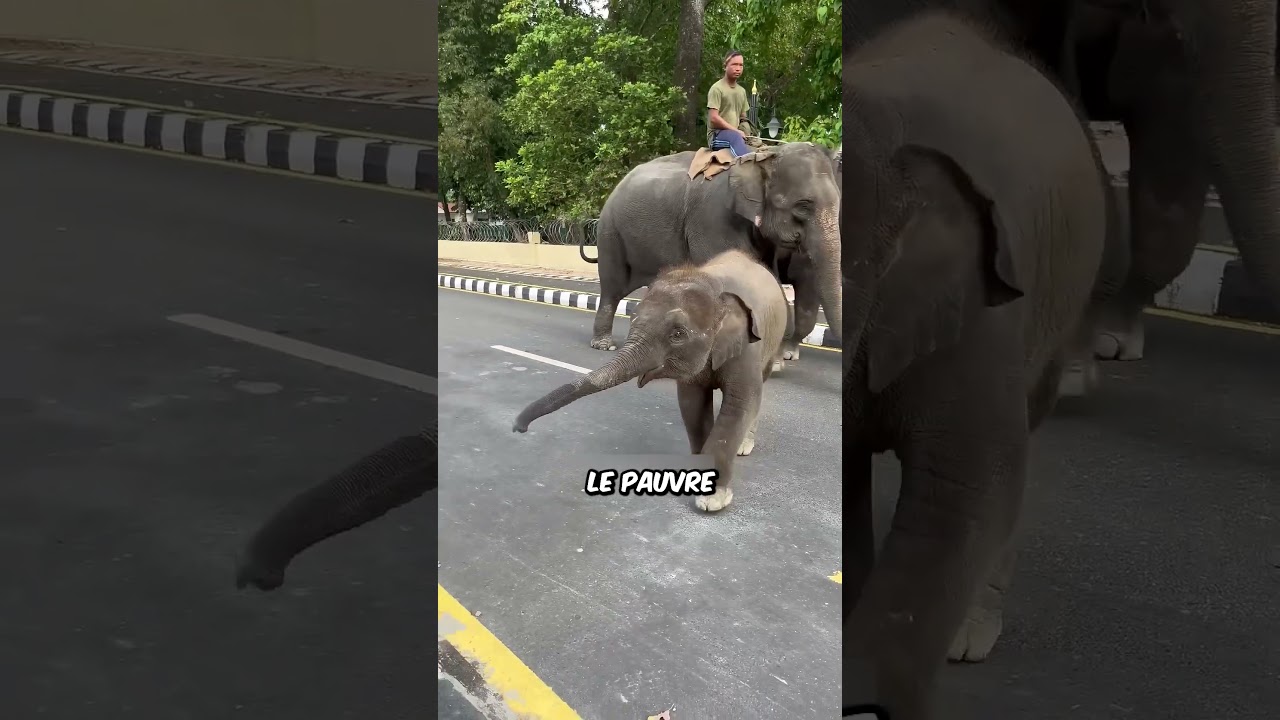 Pourquoi les éléphants restent-ils dans leur habitat naturel ?