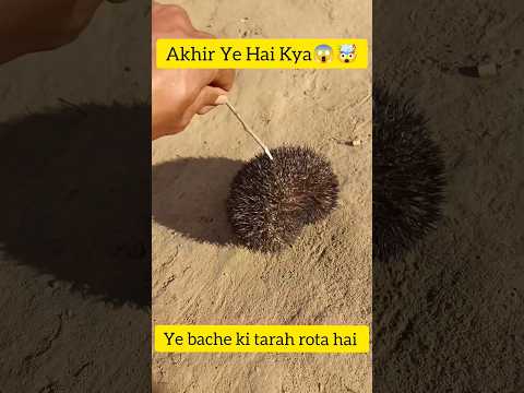 दुनिया का सबसे अजीब जानवर 🥺🤯#shorts #viral #trending #wonder #unique