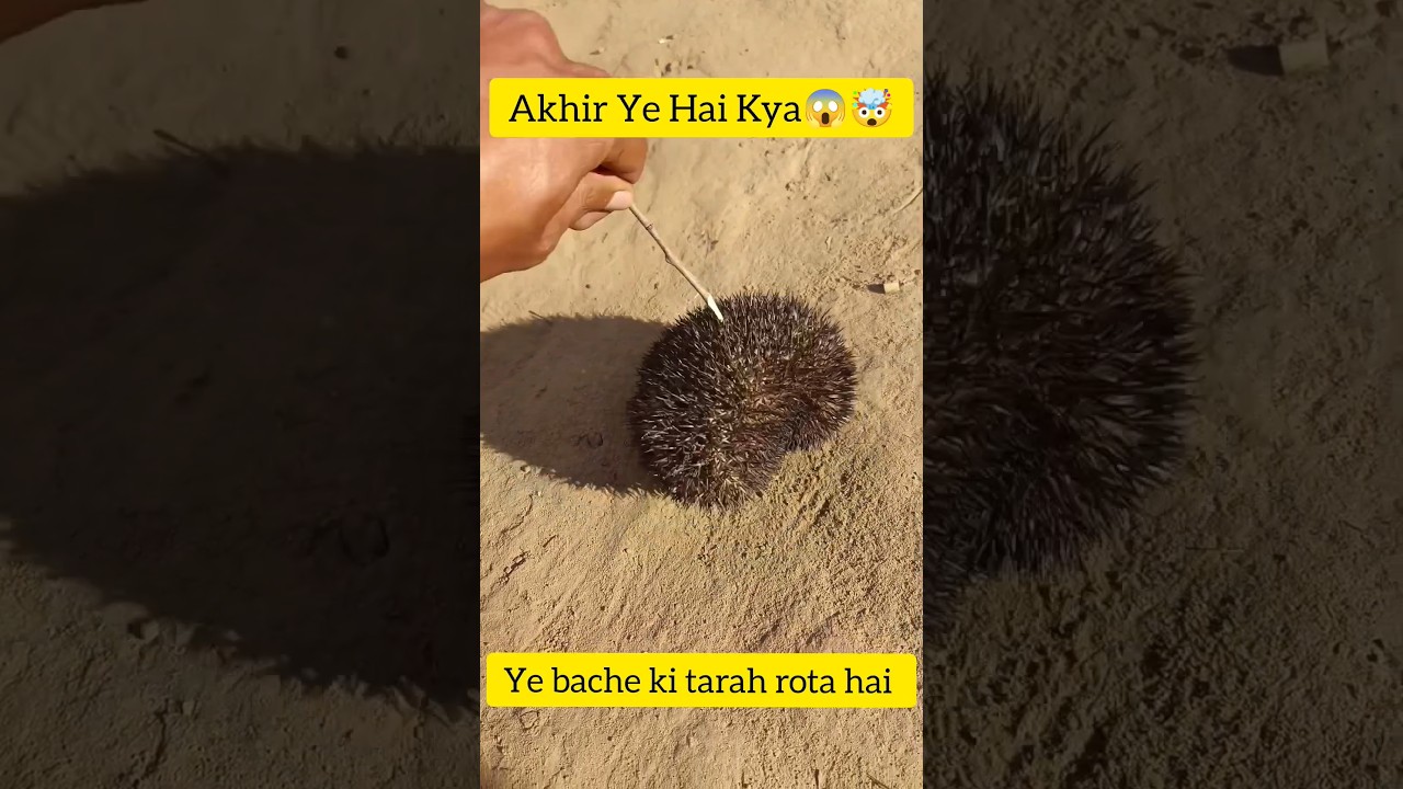 दुनिया का सबसे अजीब और अनोखा जानवर 🤯 | अविश्वसनीय खोजें! #shorts
