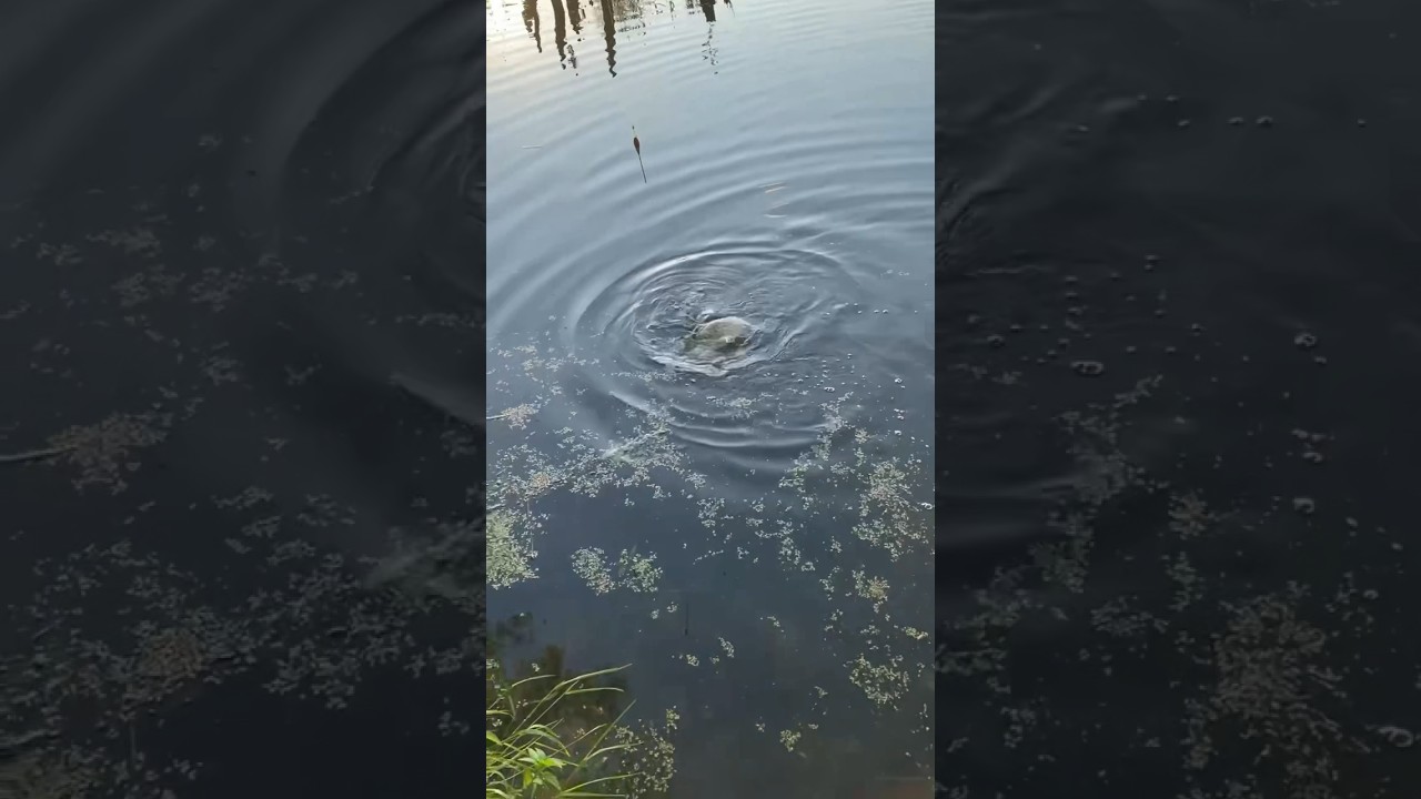 Мой крупнейший карась — 2,1 кг! 🎣